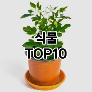[할인추천]식물 추천 순위  TOP10 구매가이드 2026년 1월 2주차(가격 장단점)