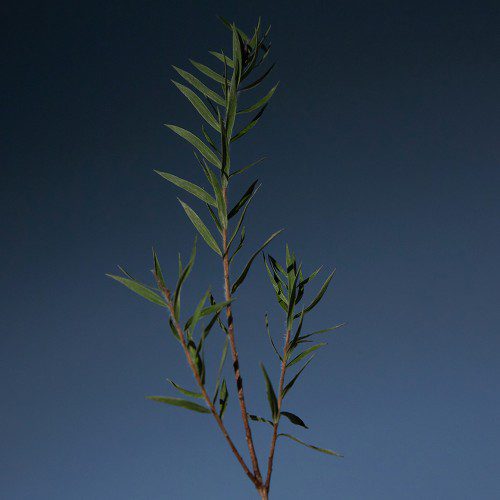 아로마티카 티트리 퓨리파잉 샴푸 750ML 대용량 탈모 기능성 지성 두피 쿨링